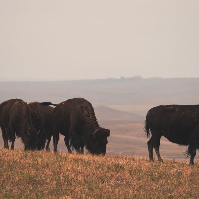 Buffalo Road Ranch