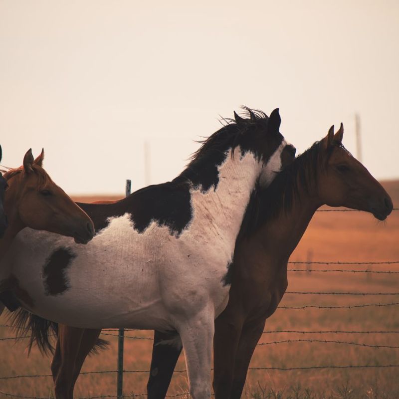 Buffalo Road Ranch