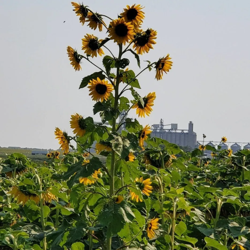 Onida Area Economic Development