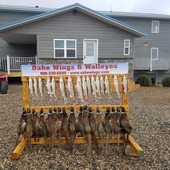 Oahe Wings & Walleyes