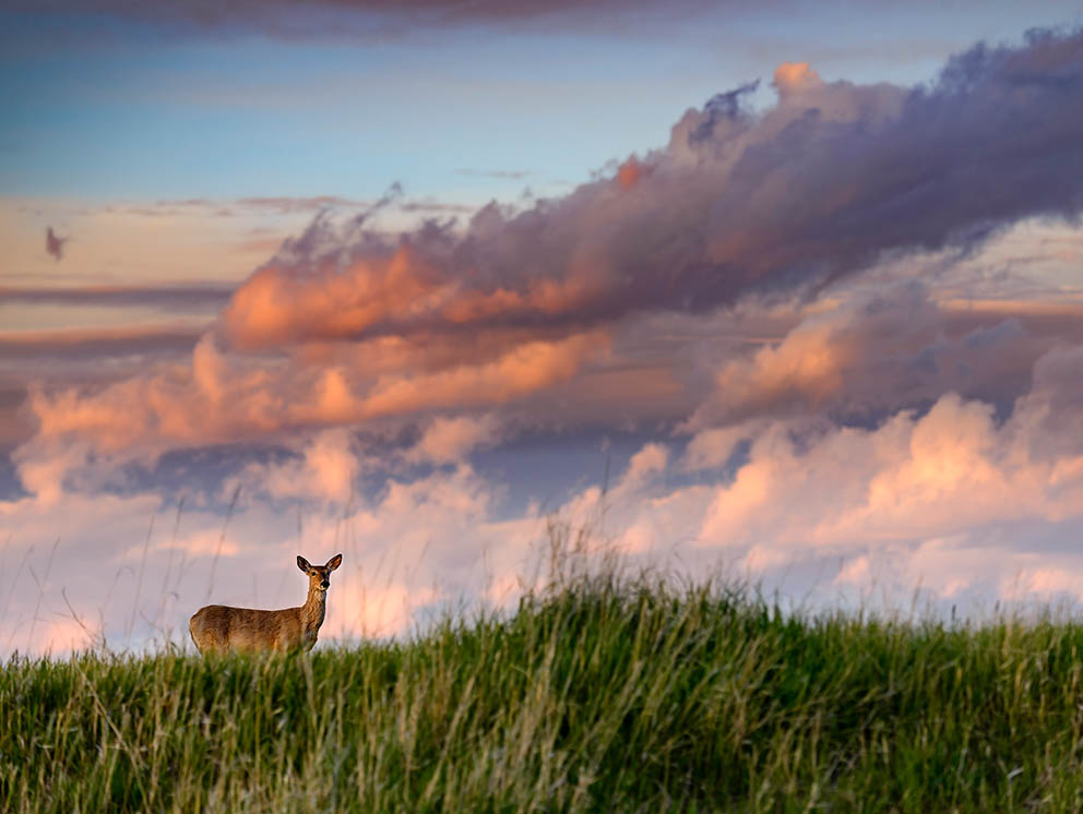 White Tailed Deer near the Missouri River.